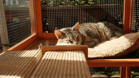 a tabby cat asleep on a fleece bed in a sunny catio